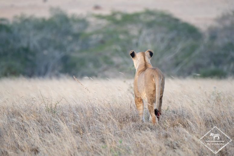 Lionne blessée à la patte, Lumo Wildlife Sanctuary