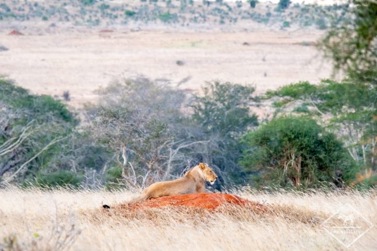 Lionne, Lumo Wildlife Sanctuary