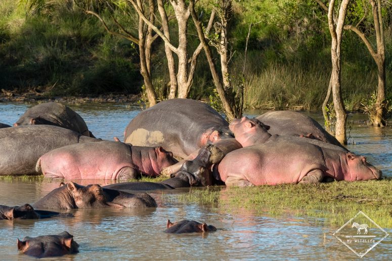 Safari dans le parc national iSimangaliso