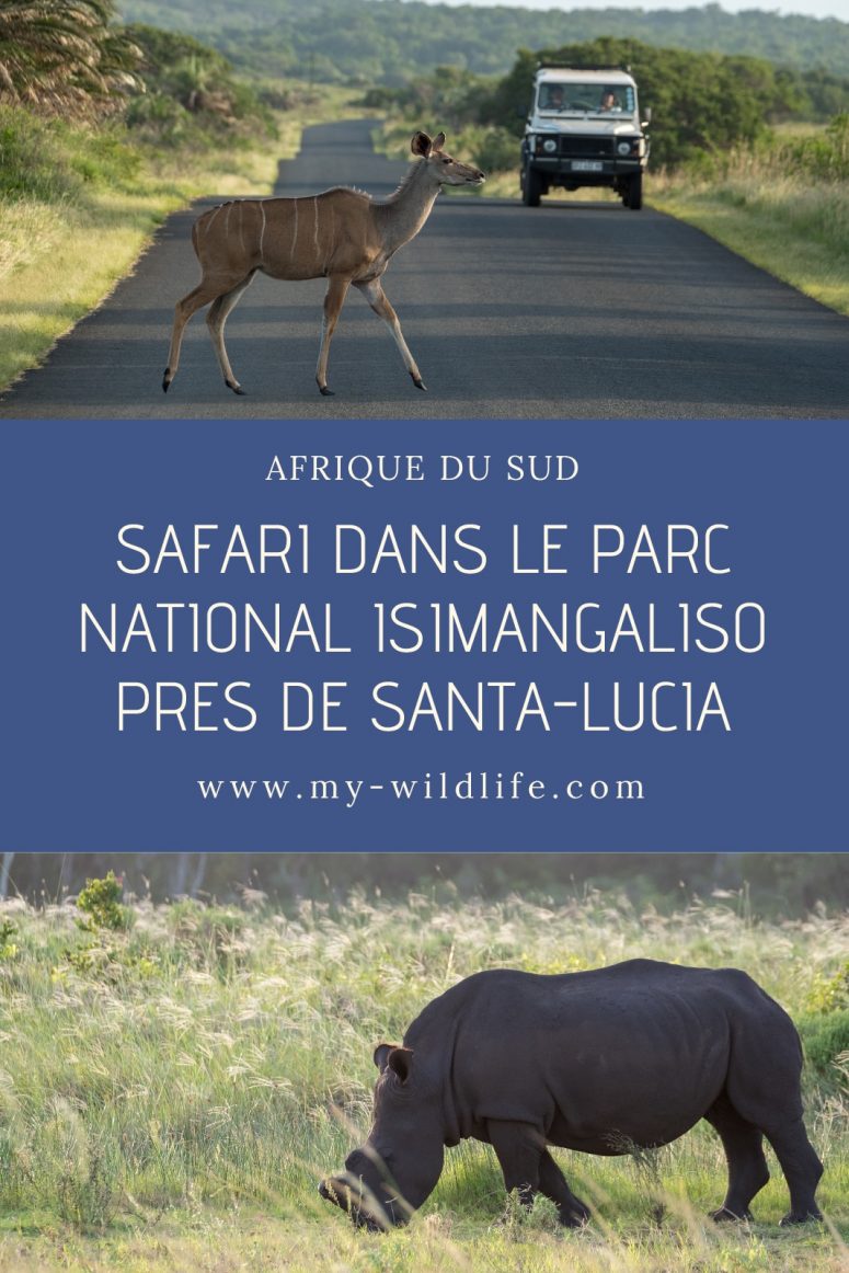Safari dans le parc national iSimangaliso