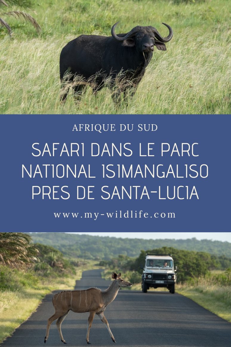 Safari dans le parc national iSimangaliso