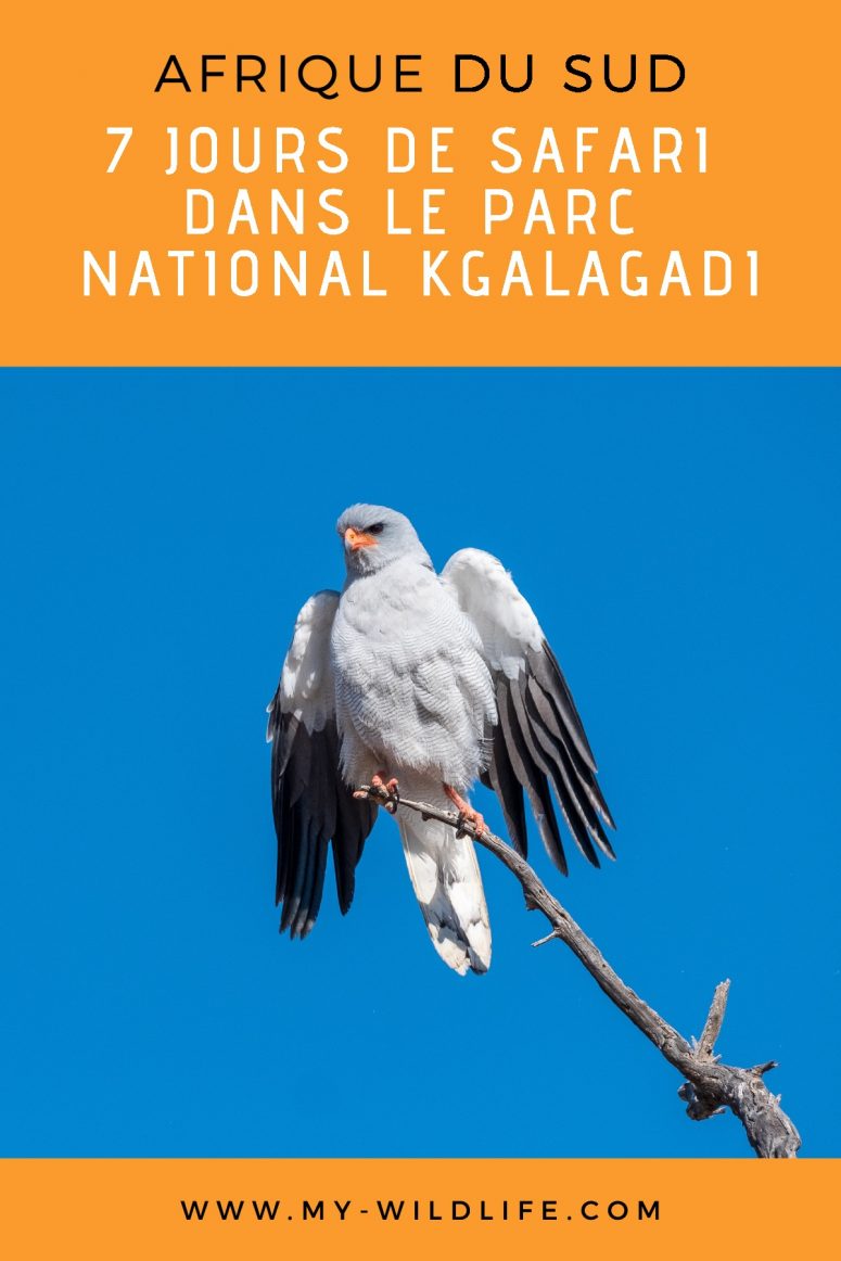 Safari dans le parc national Kgalagadi