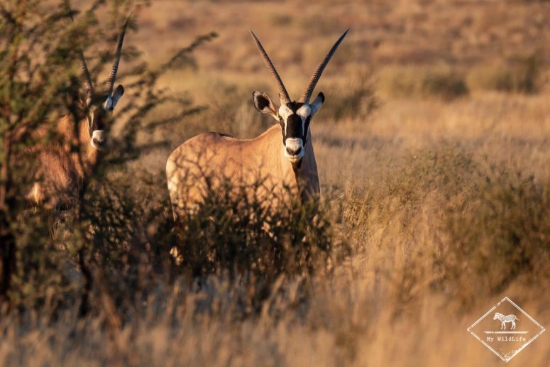 Oryx, parc national Kgalagadi