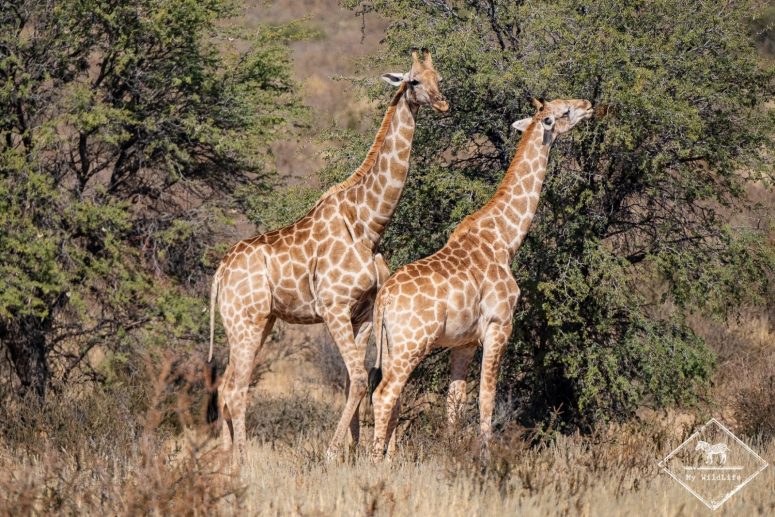 Girafes, parc national Kgalagadi