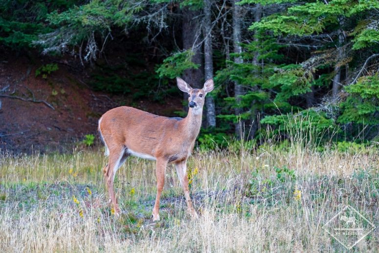 Cerf de Virginie, Parc national du Bic