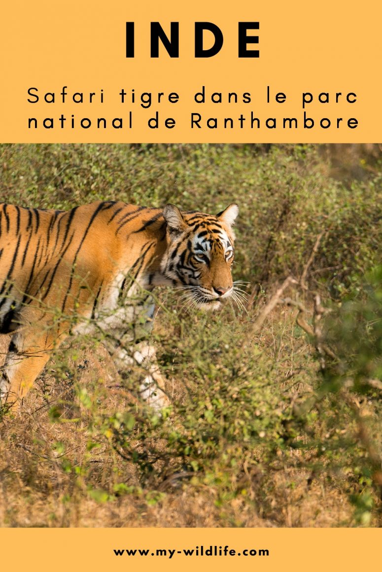 Safari tigre dans le parc national de Ranthambore