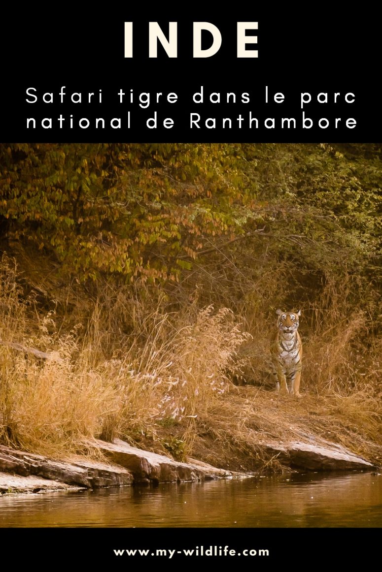 Safari tigre dans le parc national de Ranthambore