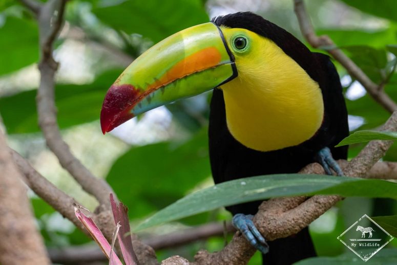 Animaux du Costa Rica, toucan de carène