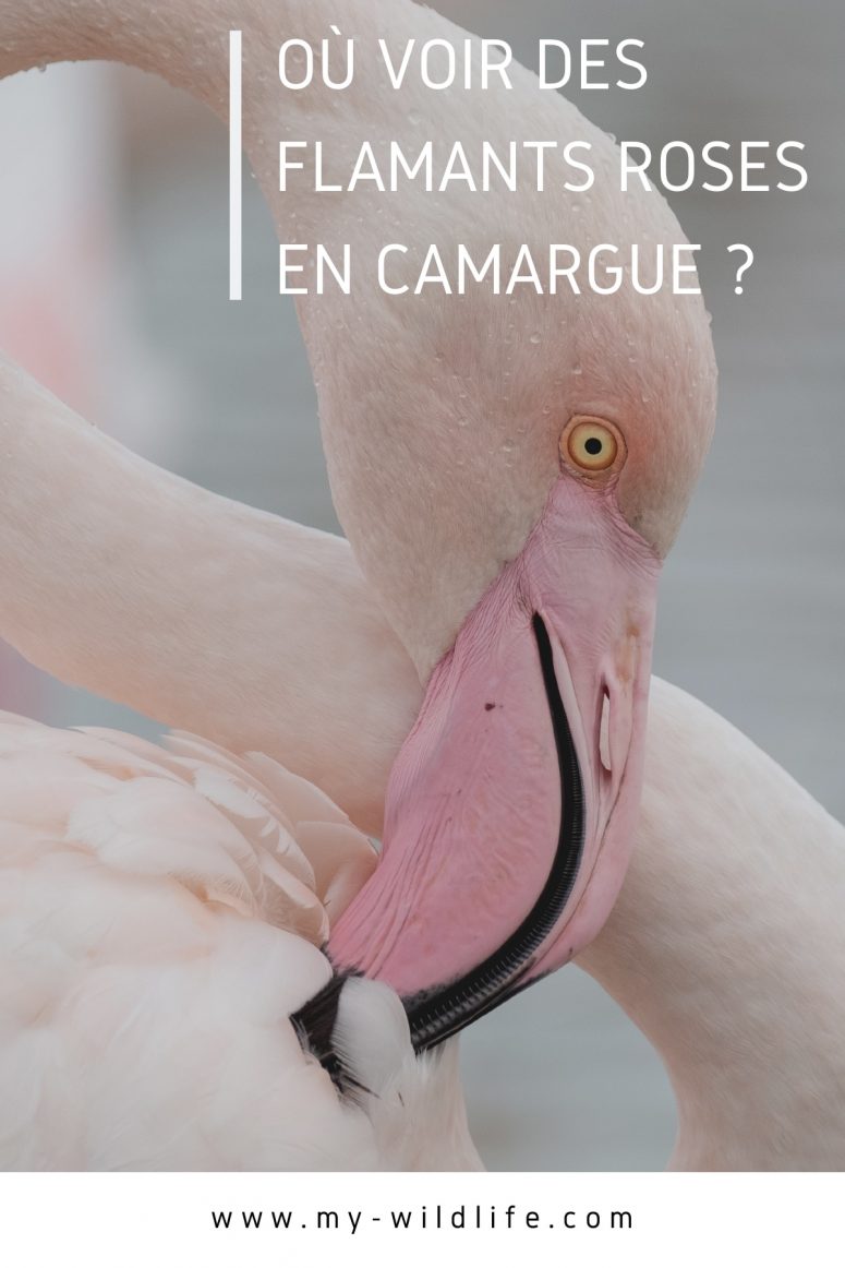 Où voir des flamants roses en Camargue ?