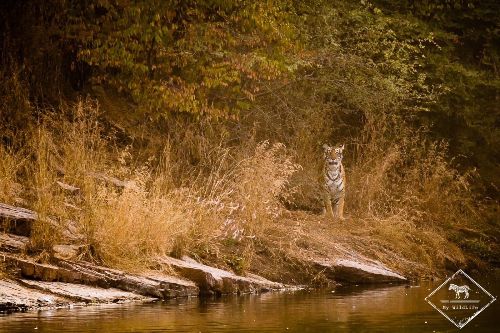 Tigre, parc national Ranthambore