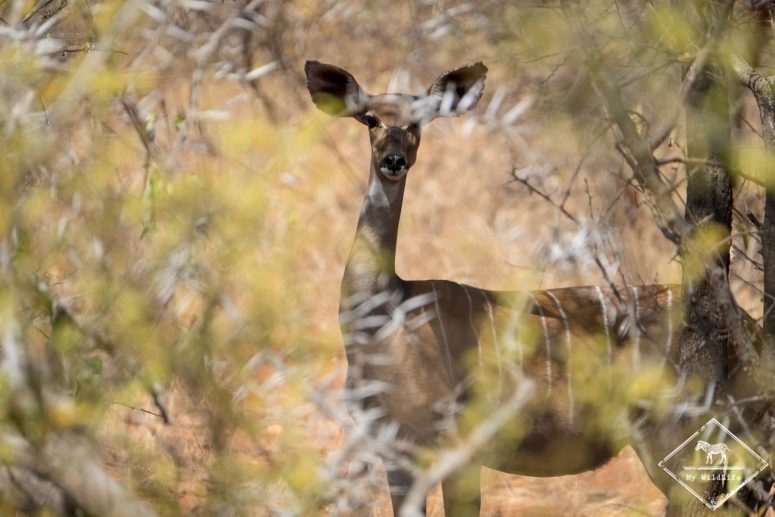 Petit koudou, safari à Tsavo Ouest