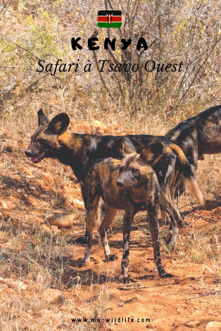 Safari à Tsavo Ouest