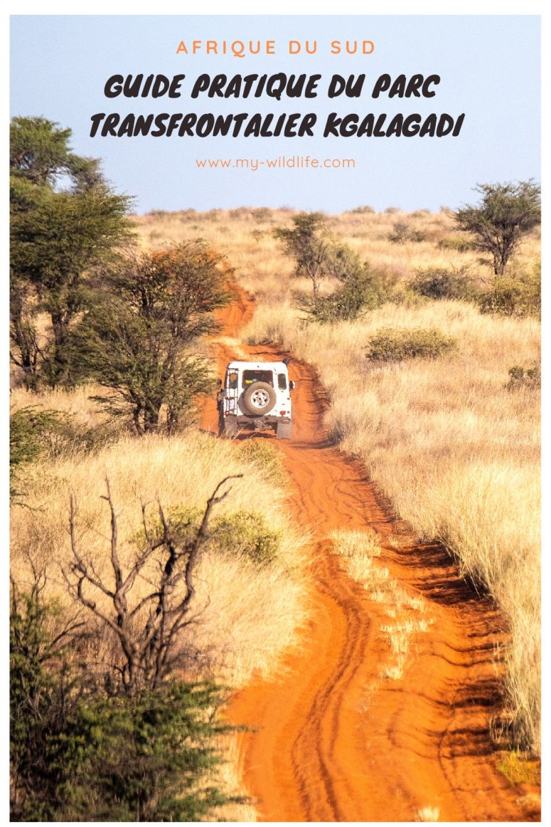 Guide pratique du parc transfrontalier Kgalagadi