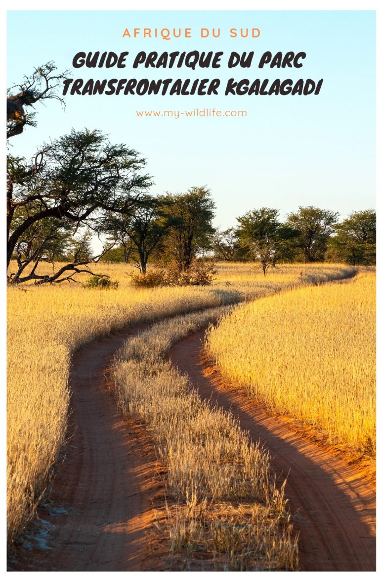 Guide pratique du parc transfrontalier Kgalagadi