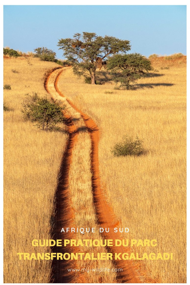 Guide pratique du parc transfrontalier Kgalagadi