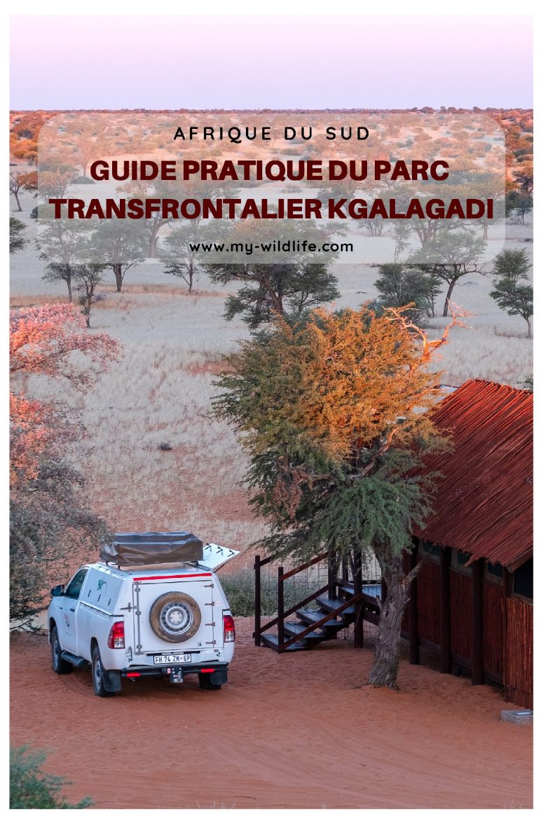 Guide pratique du parc transfrontalier Kgalagadi
