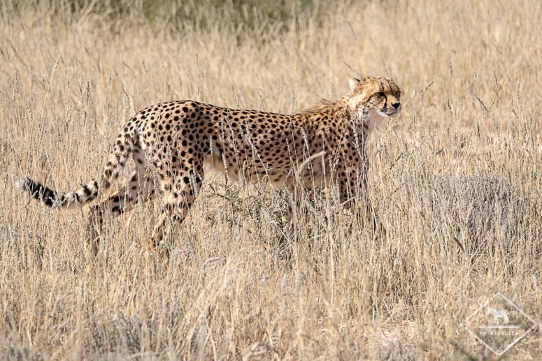 parc transfrontalier Kgalagadi - guépard