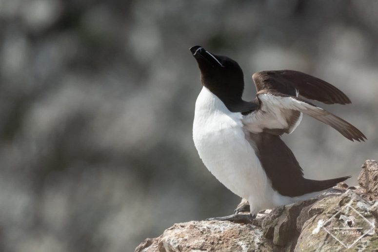 pingouin torda, falaises de Fowlsheugh