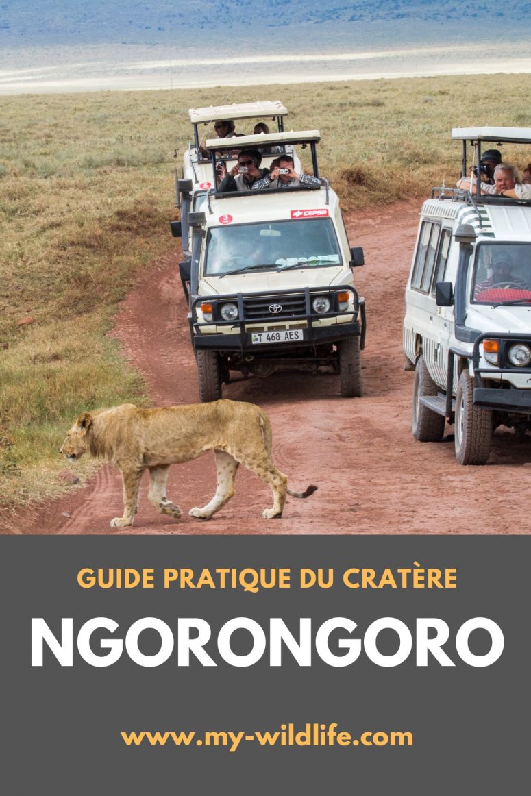 Guide de safari du cratère Ngorongoro