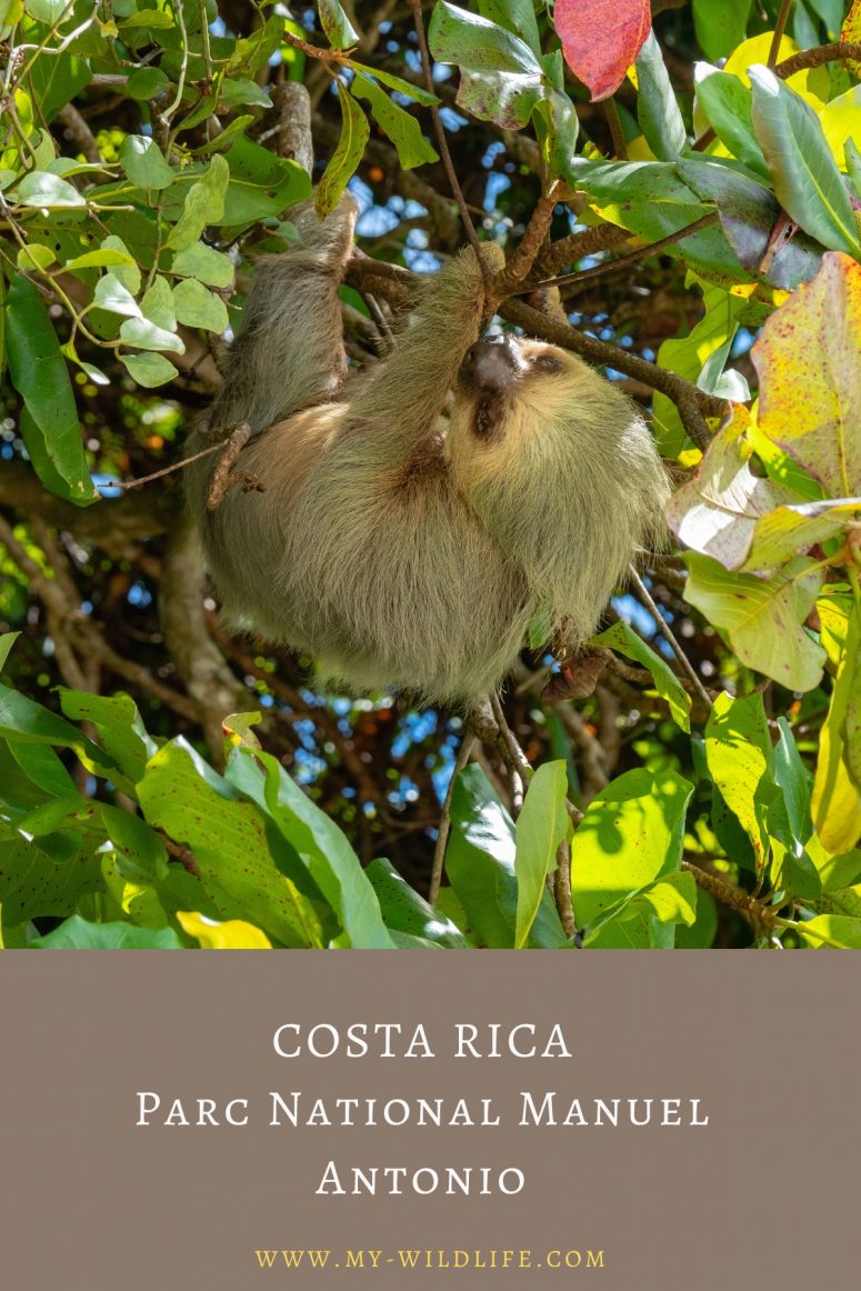 Observer les animaux au Parc national Manuel Antonio
