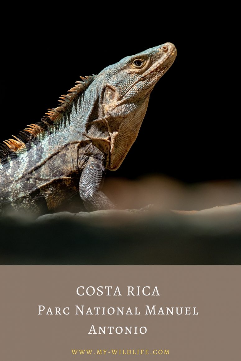 Observer les animaux au Parc national Manuel Antonio