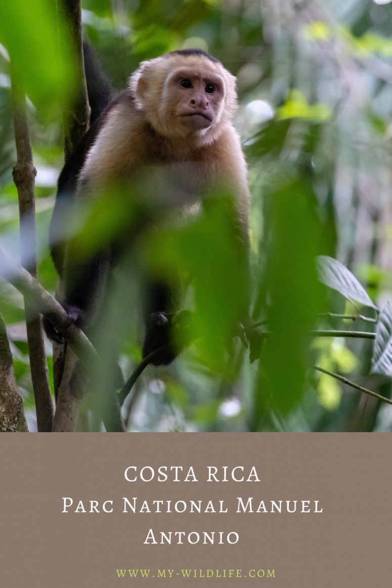 Observer les animaux au Parc national Manuel Antonio