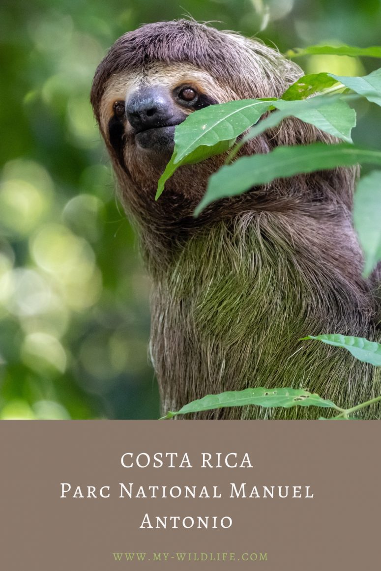 Observer les animaux au Parc national Manuel Antonio