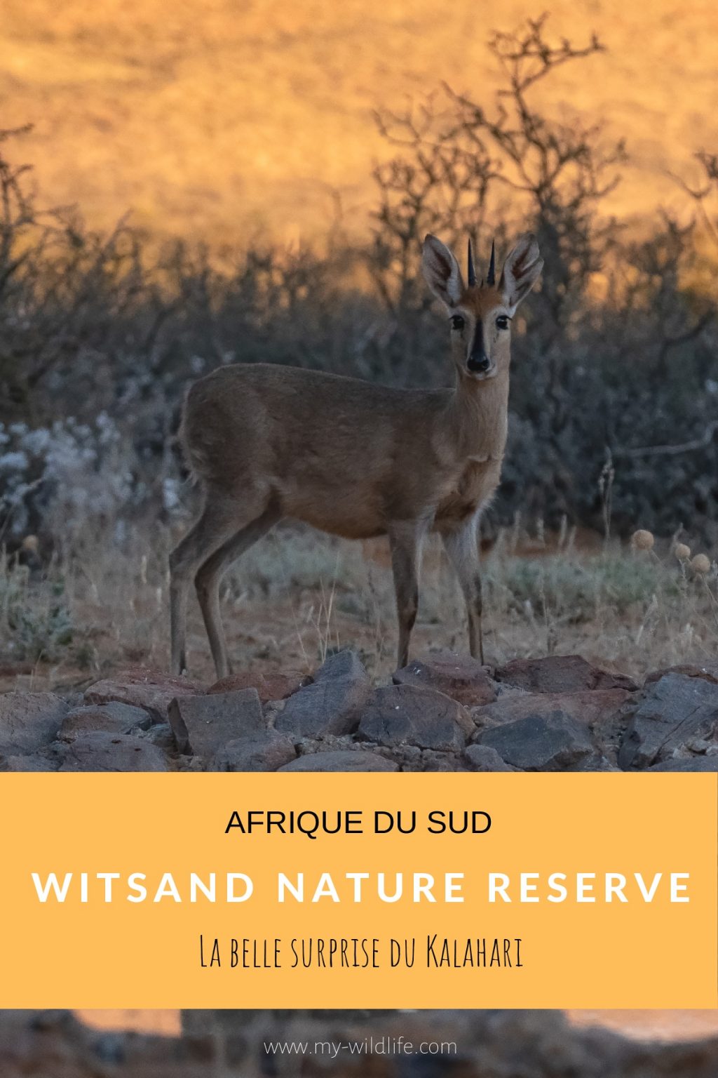 Witsand Nature reserve, Afrique du Sud