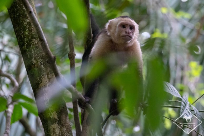 Capucin à tête blanche, Parc National Manuel Antonio