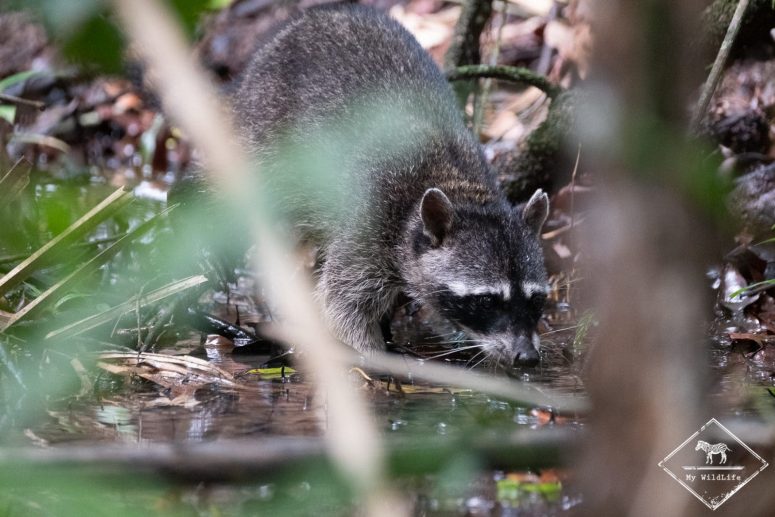 Raton laveur, parc national Manuel Antonio