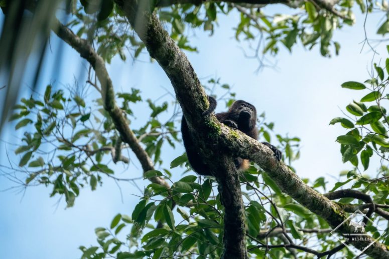 Singe hurleur, Parc National Manuel Antonio