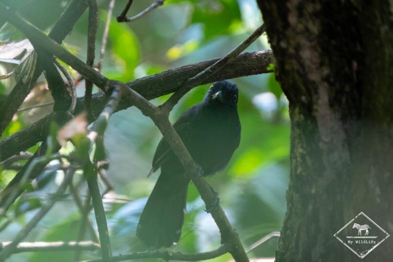 Quiscale chanteur, Parc national Manuel Antonio