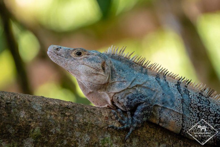 Iguane, parc national Manuel Antonio