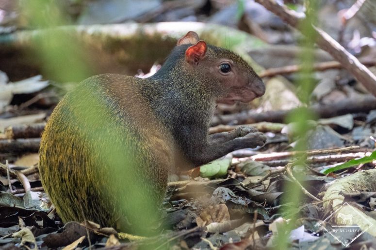 Agouti, parc national Manuel Antonio