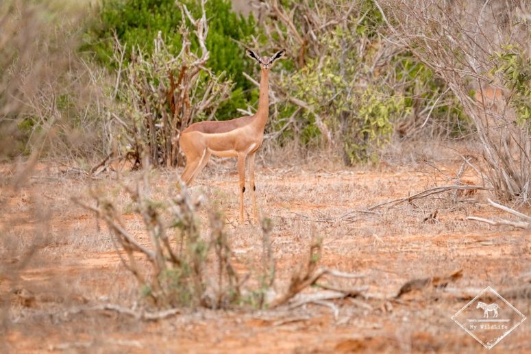 gazelle girafe, parc national Tsavo Est