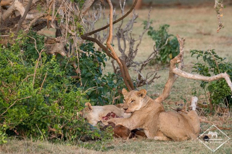Lionnes, parc national Tsavo Est