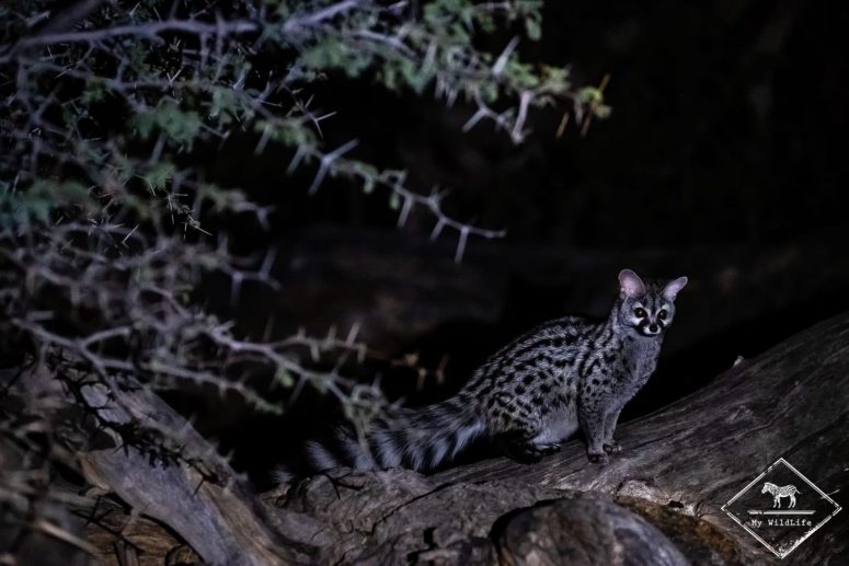 Genette commune, Witsand Nature Reserve