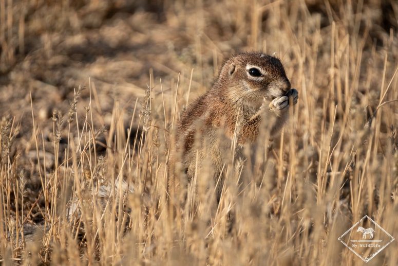 Ecureuil terrestre, Witsand Nature Reserve