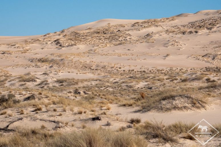 Witsand Nature reserve, Afrique du Sud