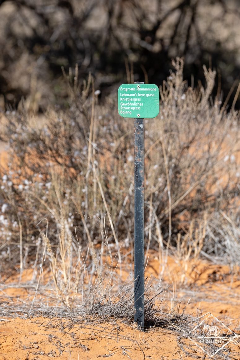 Witsand Nature reserve, Afrique du Sud