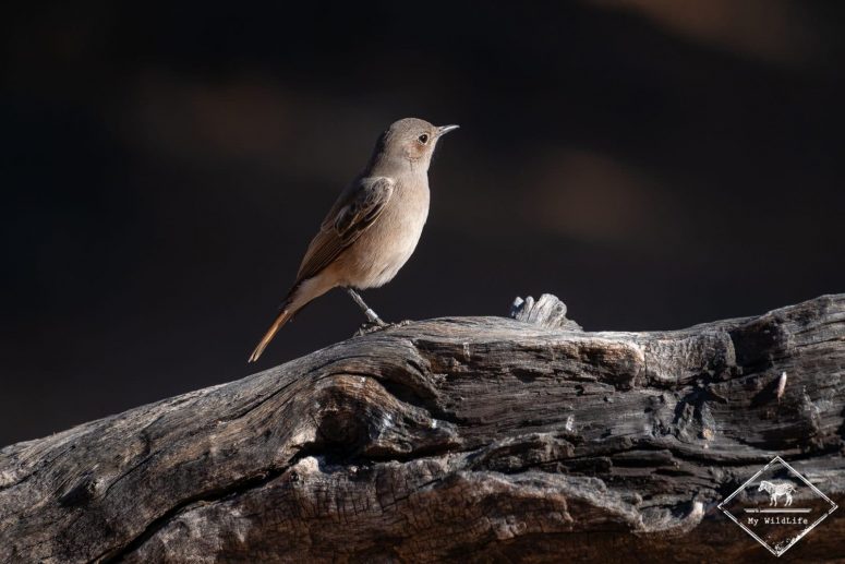 Traquet aile-en-faux, Witsand Nature reserve
