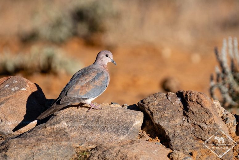 Tourterelle maillée, Witsand Nature reserve