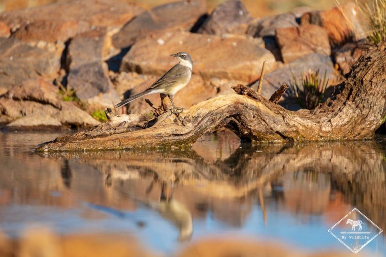 Bergeronnette du Cap, Witsand Nature reserve