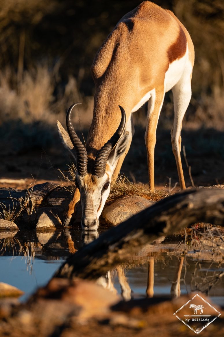 Springbok, Witsand Nature reserve, Afrique du Sud