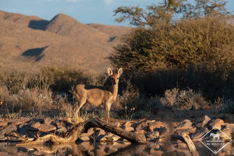 Céphalophe de Grimm, Witsand Nature reserve, Afrique du Sud