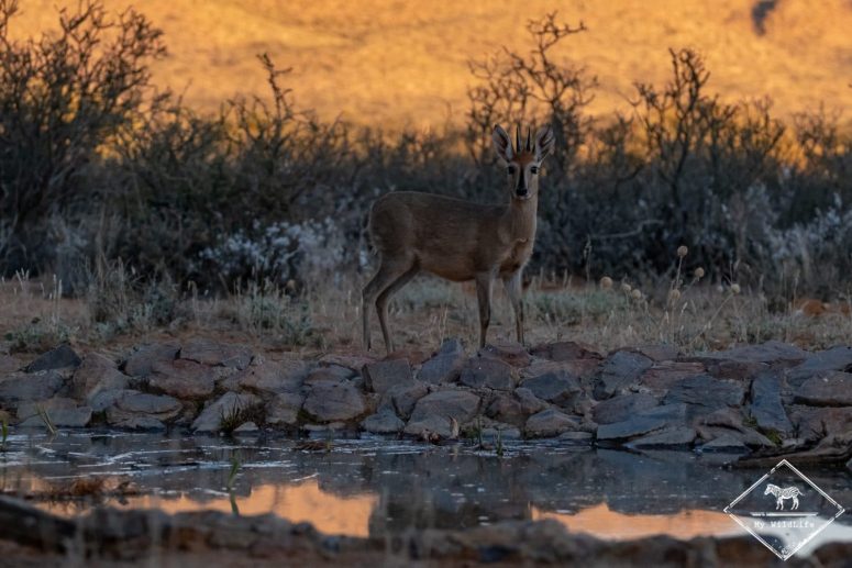 Céphalophe de Grimm, Witsand Nature reserve, Afrique du Sud