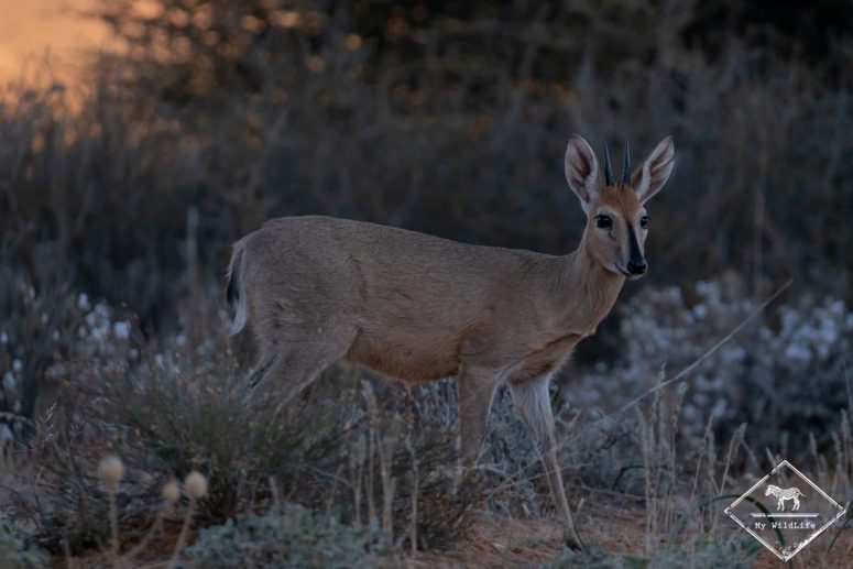 Céphalophe de Grimm, Witsand Nature reserve, Afrique du Sud