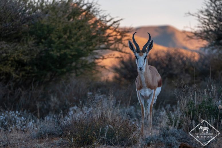 Springbok, Witsand Nature reserve, Afrique du Sud