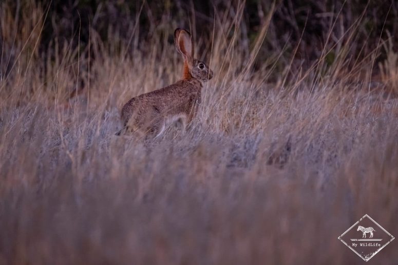 lièvre, Witsand Nature reserve, Afrique du Sud