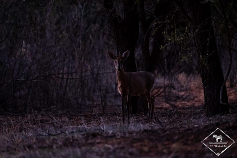 Céphalophe de Grimm, Witsand Nature reserve, Afrique du Sud